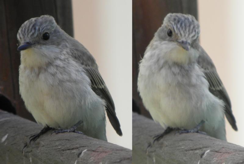 Che uccello? (passeriformes)